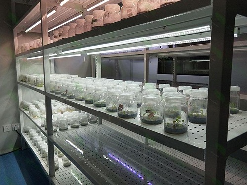 鹤山植物组织培养实验室设计建设方案
